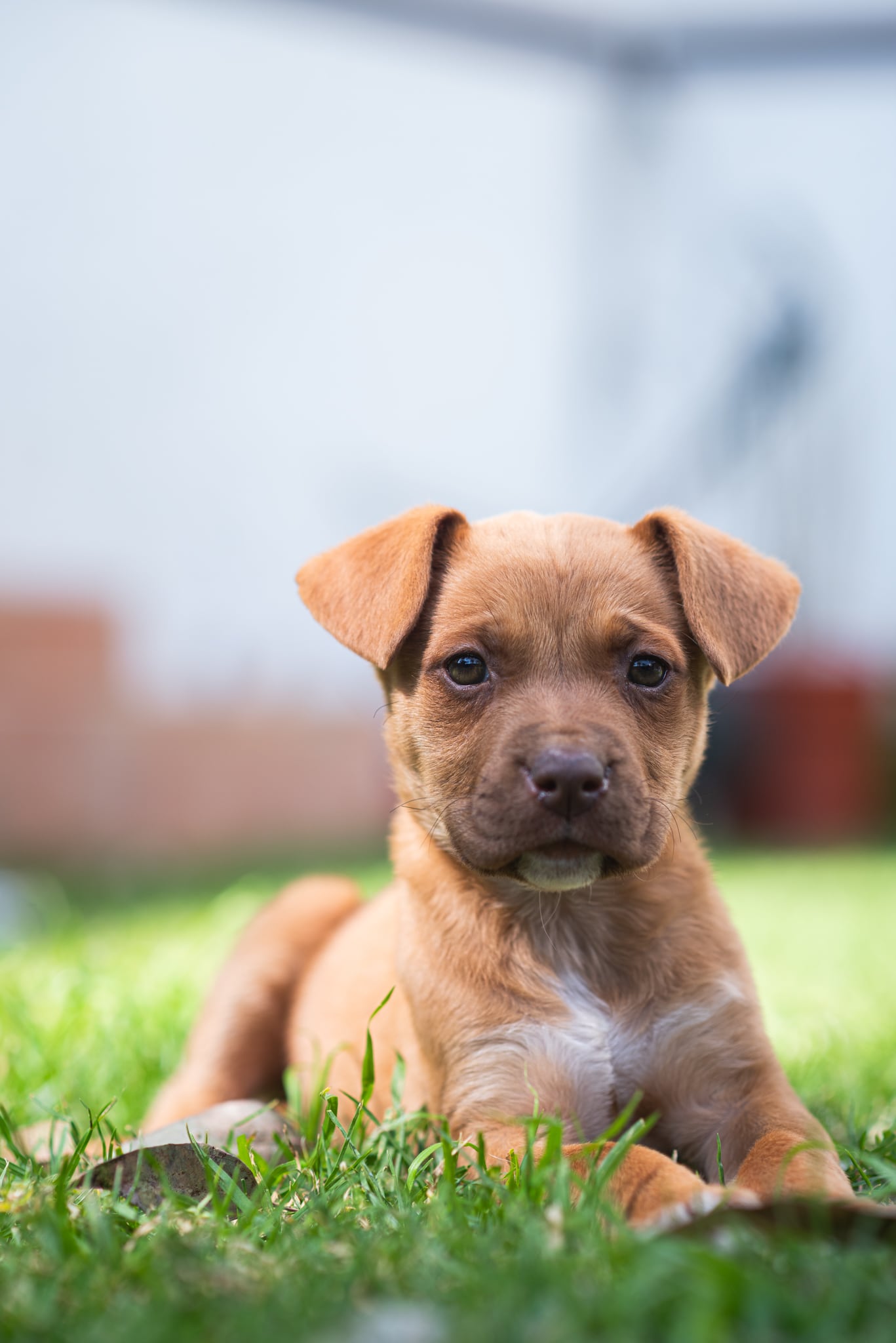 Fotografía de mascota UMI.STUDIO · Puppies 6.jpg